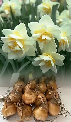 20 White Lion Double Daffodil/narcissus Bulbs Hardy Spring Garden Perennial • £113.50