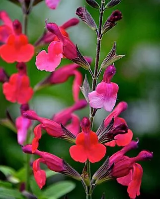 3x Salvia Wine & Roses Plug Plants Red Purple Flowers Perennial Sage • £9.95