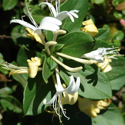 Lonicera Japonica Halliana - Flowering Honeysuckle Climber • £3.99