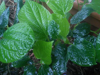 Wild Betel Leaf : 15x Fresh Organic Leaves : Piper Sarmentosum : Vegan Chef Herb • $11.50