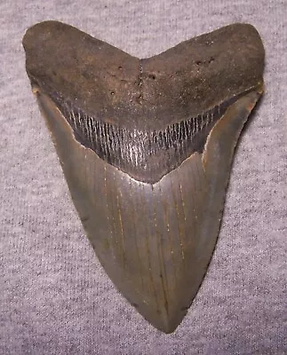 MEGALODON Shark Tooth 4 3/8  Sharks Teeth LARGE Jaw Fossil CLASSIC Megladon REAL • $47