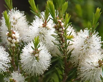 Tea Tree/Melaleuca Alternifolia Oil Pure&Natural Up To 8 Oz.5-10% Off • $7.99