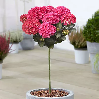 Hydrangea Dark Angel Patio Tree Hardy Outdoor Garden Ready Shrub In 3L Pot • £32.99