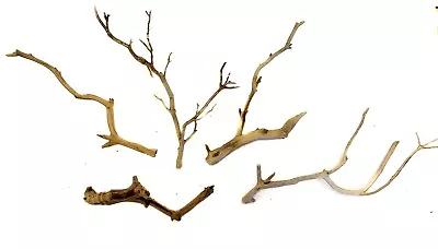 Aquarium Manzanita Branchy Driftwood 5 Piece Set WYSIWYG 9 -13  • $32.95