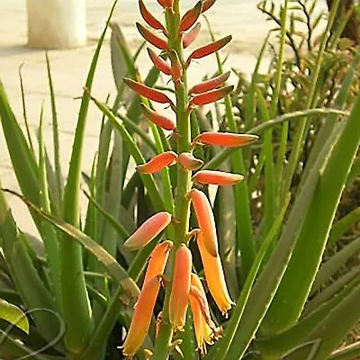 Aloe Vera Barbadensis Orange Flower Edible Ayurvedic Medicinal Plant Bareroot • £14.24