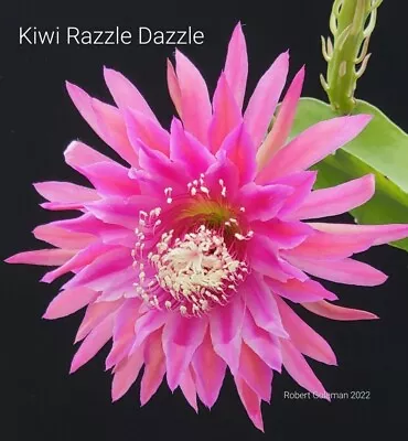 Epiphyllum Seeds ('Kiwi Razzle Dazzle' X 'Jeffrey Kida') Cactus Seeds • $8