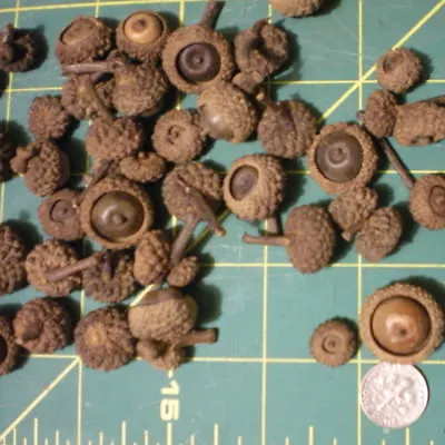 50 Real 'Button' Acorns W/Caps ~ @ 1/2  W X 1/4  H - 13/16  W X 1/2  H • $5.25