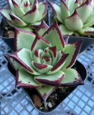 Succulent Echeveria Agavoides Ebony (70mm) • $8