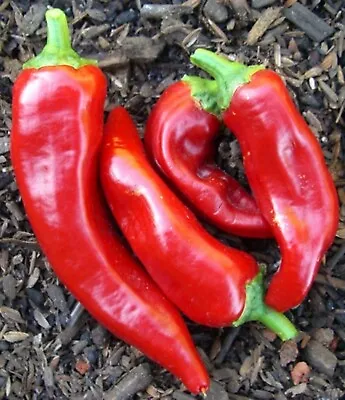 Red Marconi Pepper Seeds- Imported Italian- 75+ '21 Seeds Grown In '20 • $2.39