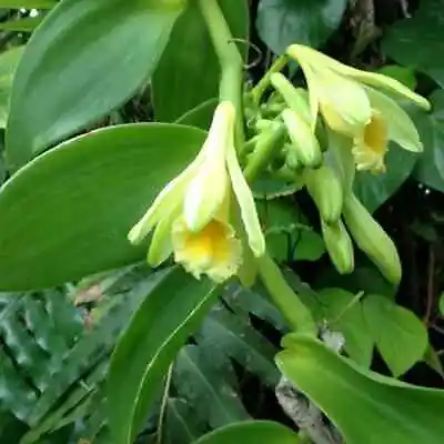 Live Orchid Plants For Sale Vanilla Planifolia Species • $20