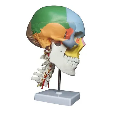 Human Anatomy Skeleton Anatomical Model With Colored Bones Cervical Vertebra • $62.69