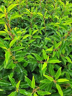 Prunus Lusitanica Myrtifolia - Portuguese Laurel - 3 Litre Pot - Potted Plant  • £12.99