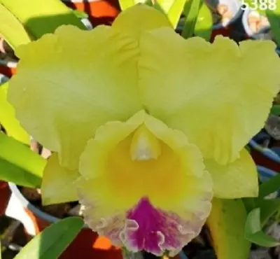 Cattleya Mericlone Seedling Plant...Rlc Gerard Scalia  Charlie  • $12