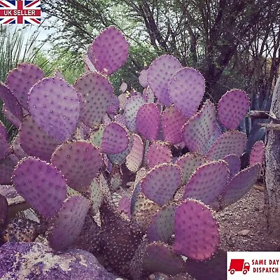 £4.99 • Buy Purple Prickly Pear Cactus (Opuntia Santarita) 15+ Seeds | Same Day Dispatch
