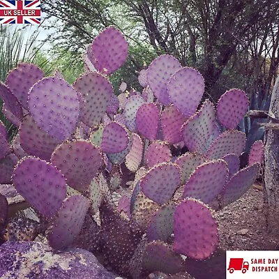 Purple Prickly Pear Cactus (Opuntia Santarita) 15+ Seeds | Same Day Dispatch • £4.99