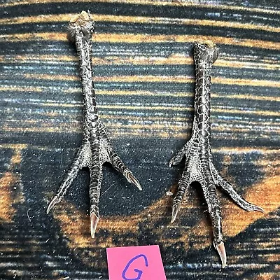 2 Real Chicken FEET Pair Animal Mount Witch Art Craft Bird Voodoo Stands Decor • $15