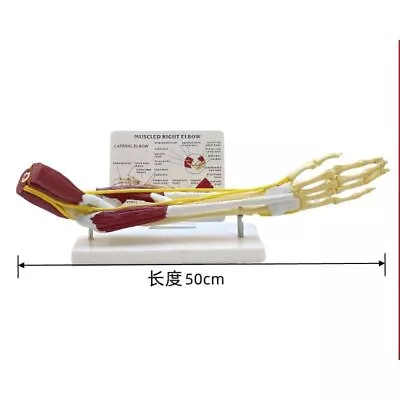 Anatomy Limb Muscle Arm Joint Ligament Function Model Bone Skeleton Medical Toy • $120.79