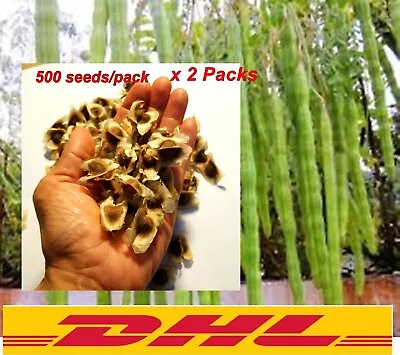 2x500 Seed Organic Dried Moringa Oleifera Seeds Herbal Natural Health Skin Hair  • $111.99