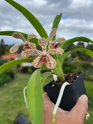 DO - Vanda Pumila X Lombokensis Dwarf Orchid Choice In Low Spike! • $34.99