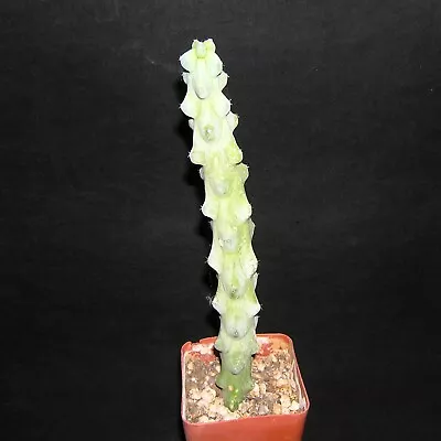 Myrtillocactus Geometrizans Cv. Fukurokuryuzinboku  Breast Cactus  Cacti Plant • $20