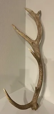 Antler Shed Huge Deer~Elk Red Stag Fallow Whitetail Axis Exotics~ • £144.77