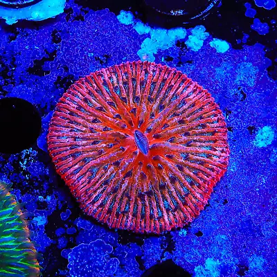 Rainbow Plate Coral • $329.99