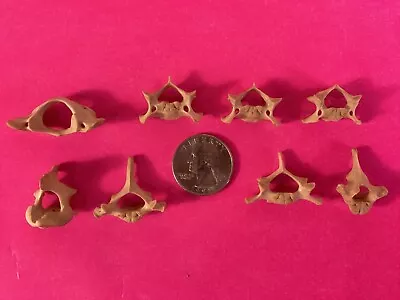 Raccoon Taxidermy - 8 Cervical & Thoracic Vertebrae --whitened - Crafts Jewelry • $7.99