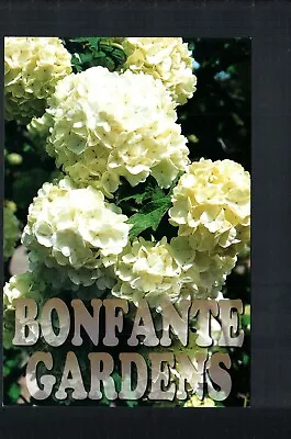 GILROY CA * BONFANTE GARDENS ~ OAKLEAF HYDRANGEA * 4 X 6 UNPOSTED  1980s CHROME • $4