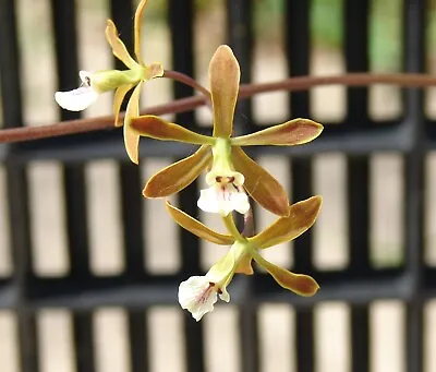 Encyclia Leucantha 2  Pot RARE SPECIES • $30