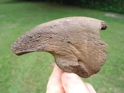 World Class Megalonyx Sloth Claw Core Florida Fossil Ice Age Extinct Bones Tooth • $102.50