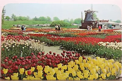 Michigan MI Holland Tulip Time Dutch Community Postcard Old Vintage Card View PC • $0.50