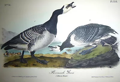 Audubon 1st Ed Octavo    BERNACLE GOOSE     Birds Of America     1840 Original • $95