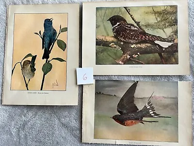 #6 -Vintage Lot 3 Bird Prints From 1904 Bird Neighbors Book Henry Casey Denslow • $8