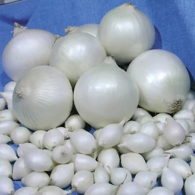 £2.75 • Buy Onion *Snowball* Sets WINTER/SPRING PLANTING Vegetables !PLANT NOW!