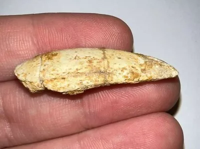 $59.99 • Buy Dinosaur Era Fossil Crocodile Or Turtle Claw 1.48 Inches!
