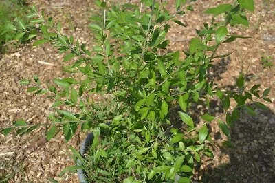 Henna Plant Live 6-12 Inches Tall Well Rooted Organic Fast Growing One Plant • $14.98