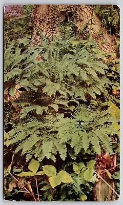Missouri Adiantum Pedatum Maidenhair Fern Plant Forest Vintage UNP Postcard • $9