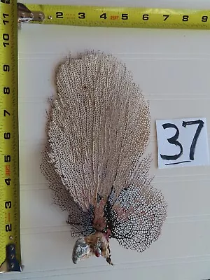 Natural Sea Fan - Coral - Sea Whip - Free Shipping • $33.99