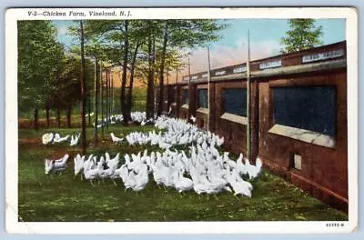 1947 Vineland New Jersey Nj Chicken Farm Poultry Vintage Postcard • $14.95