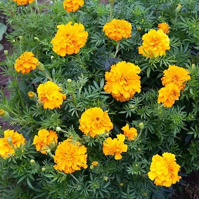 1250+ African Marigold  Crackerjack  Seeds Fresh Harvest For 2024 Gardens • $4.99