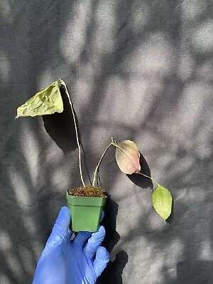 Lepanthes Rhodophylla Rare Miniature Orchid Species GREAT FOLIAGE • $90