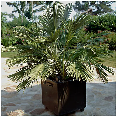 Chamaerops Humilis / Dwarf Fan Palm Plant In 2L Pot Masses Of Fan-Shaped Leaves • £23.99
