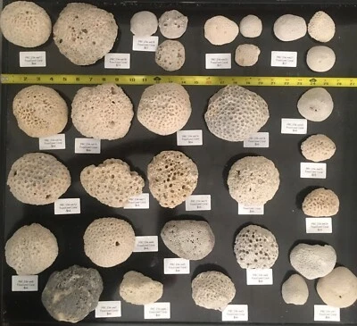 $19 • Buy Natural Fossil Brain Coral Sea Ocean Specimen Aquarium Display Home Art Decor A9