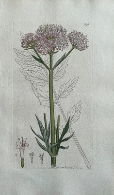 £68.67 • Buy Original Antique Print - Botanical Art Print - James Sowerby - Valerian