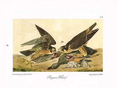 Peregrine Falcon Vintage Bird Print Picture John James Audubon ABOA#28 • £3.49