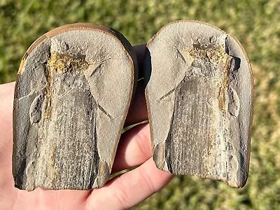 Mazon Creek Fossil Plant Pair Fossil Illinois Plant Leaves Fern Stem Tree • $14.99