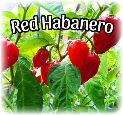 Red Habanero (10 Seeds) + Free Bonus Seeds 🔥🔥 • $2.50