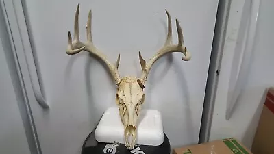 5x5 WHITETAIL DEER RACK FULL SKULL Mule Elk Shed Antlers Taxidermy Moose • $125