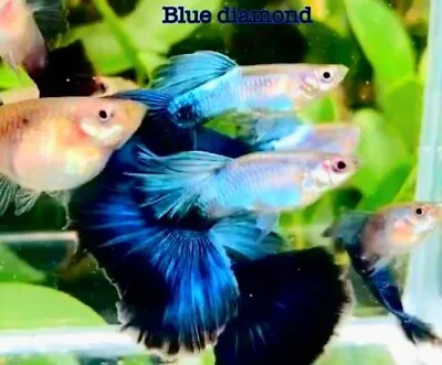 Live Aquarium Guppy Fish Blue Diamond Big Tail  Show Grade XL Size Guppy- In USA • $45