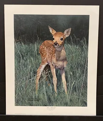 Charles Frace Limited Edition Signed Print  NEW ARRIVAL  Baby Deer • $74.95